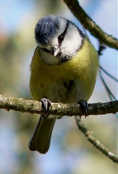 French Blue Tit 3