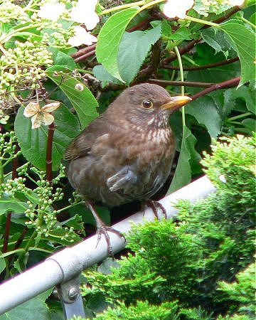 The female blackbird away from the nest