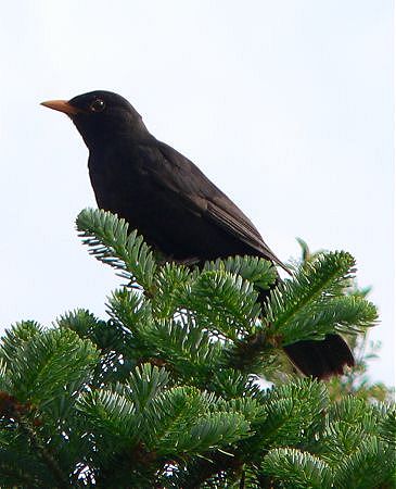 The male blackbird on patrol in the garden