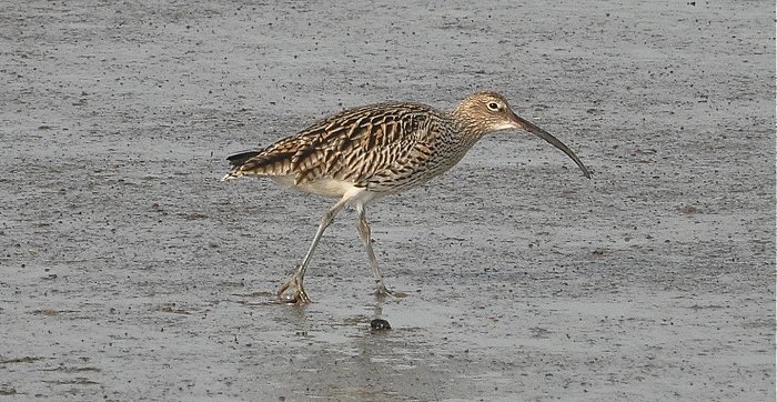 Curlew 5