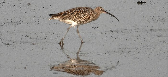 Curlew 6