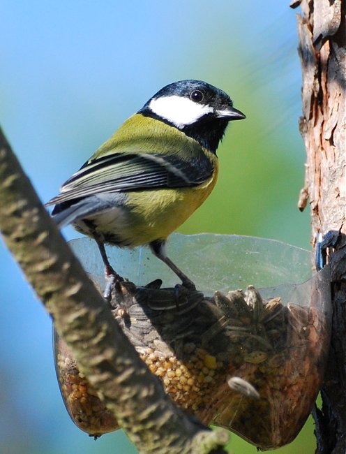 French great Tit 7