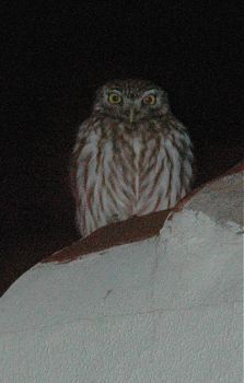 Litle Owl 1