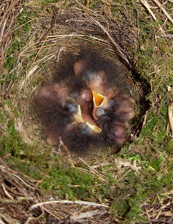 The chicks  17th May