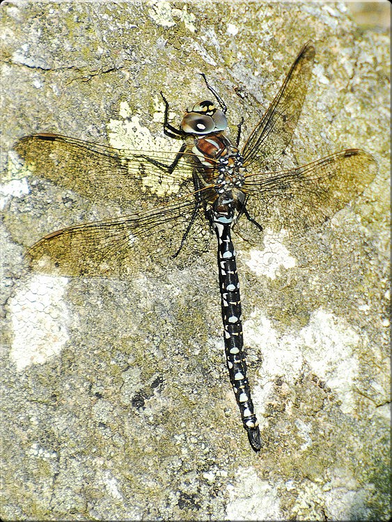 a dragonfly